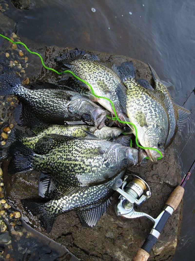 Why Spillways Attract Big Fish
