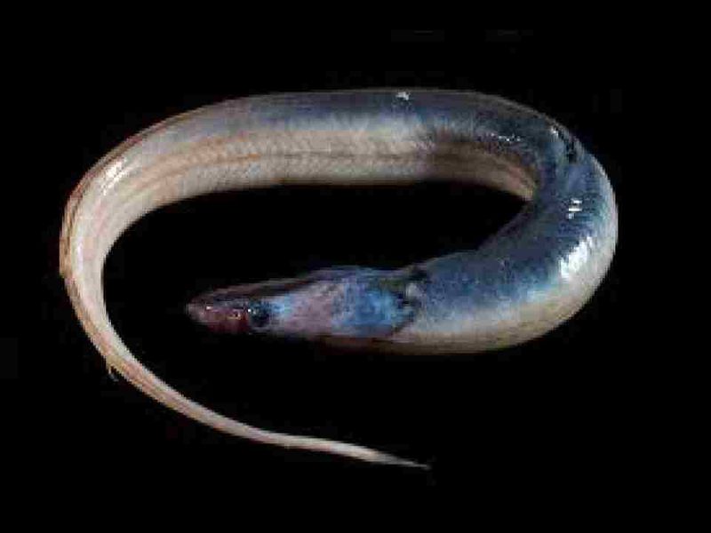 Crescent Gills