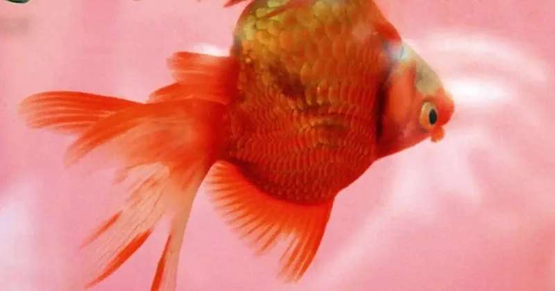 Swim Bladder Disorders
