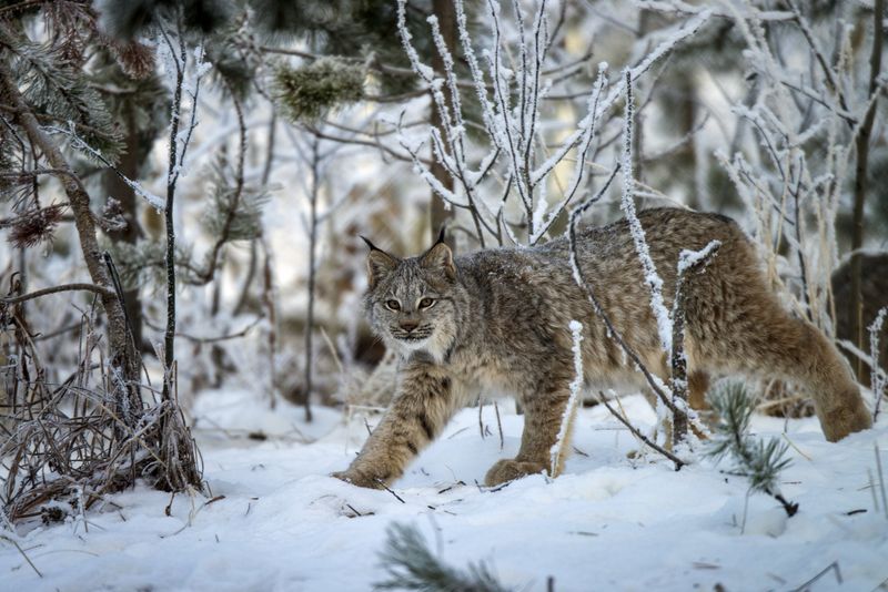 Young Explorer Seeking Territory