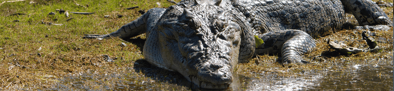 Territorial And Aggressive