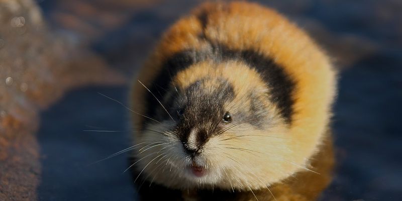 Insights Into Rapid Speciation