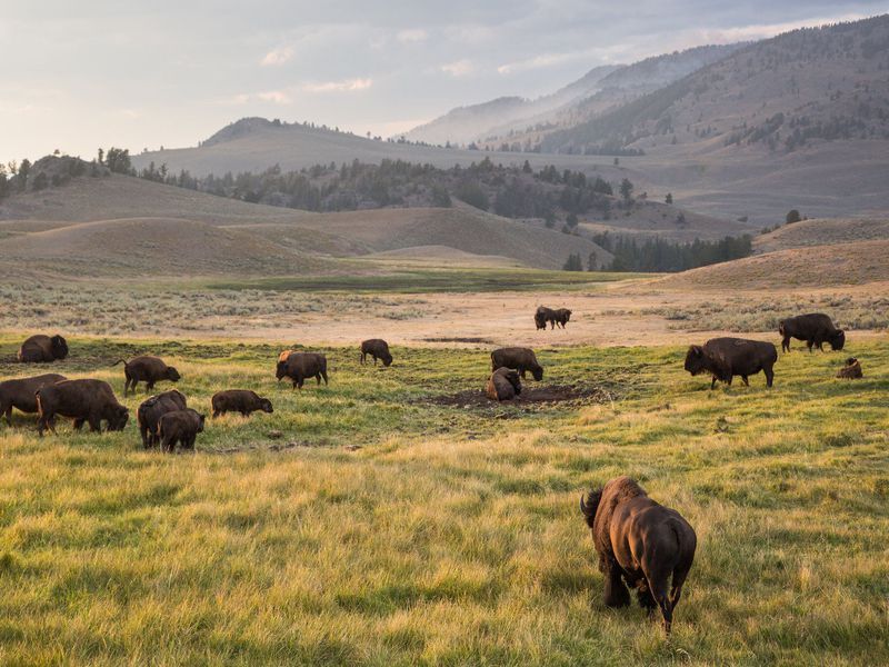 Natural Grassland Architects