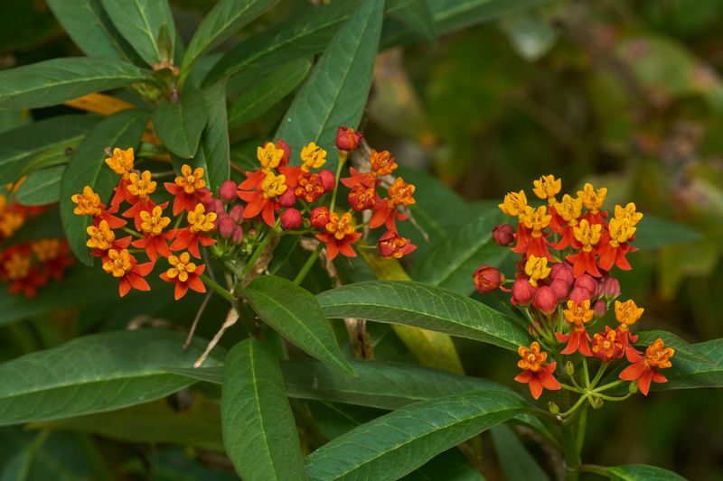 Tropical Milkweed (Asclepias Curassavica)