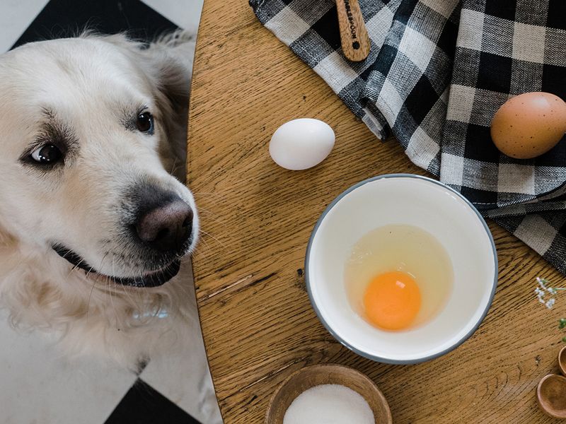 Egg-cellent Protein Source
