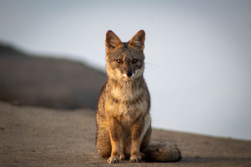 Sechuran Fox (Lycalopex sechurae)