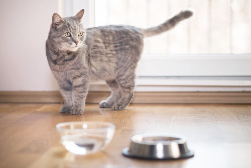 Add Water To Dry Food