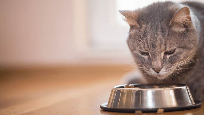Maintaining Healthy Weight And Appetite