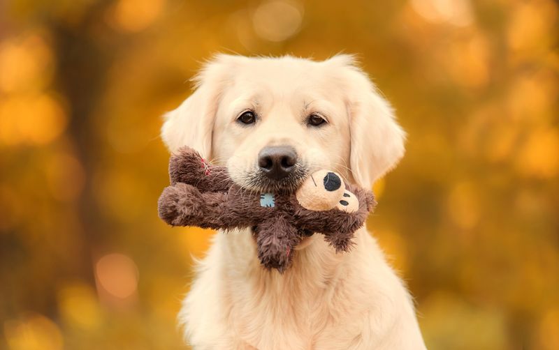 Bringing You Their Favorite Toys