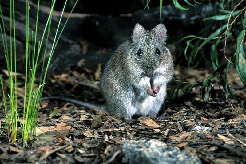 Gilbert's Potoroo