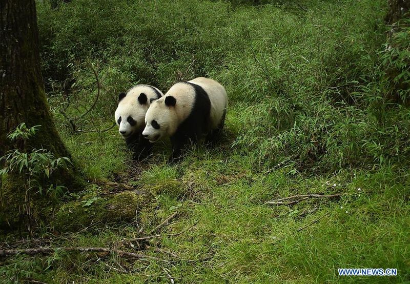 Baiyun Mountain Nature Reserve – Henan, China