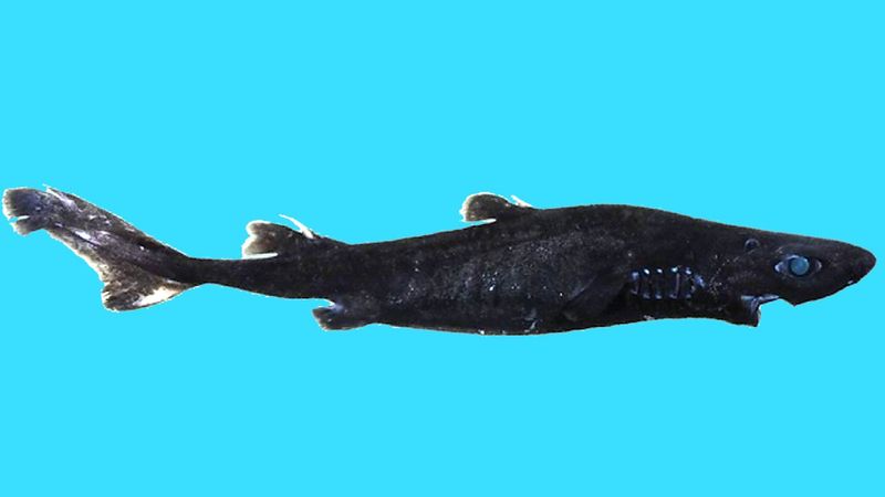 Ninja Lanternshark