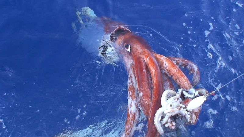 Giant Squid – Largest Invertebrate