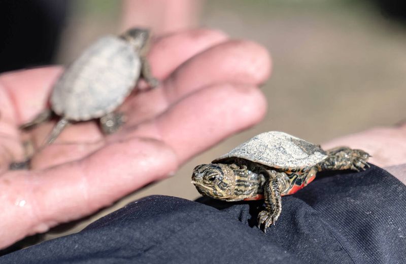 Painted Turtle Hatchlings