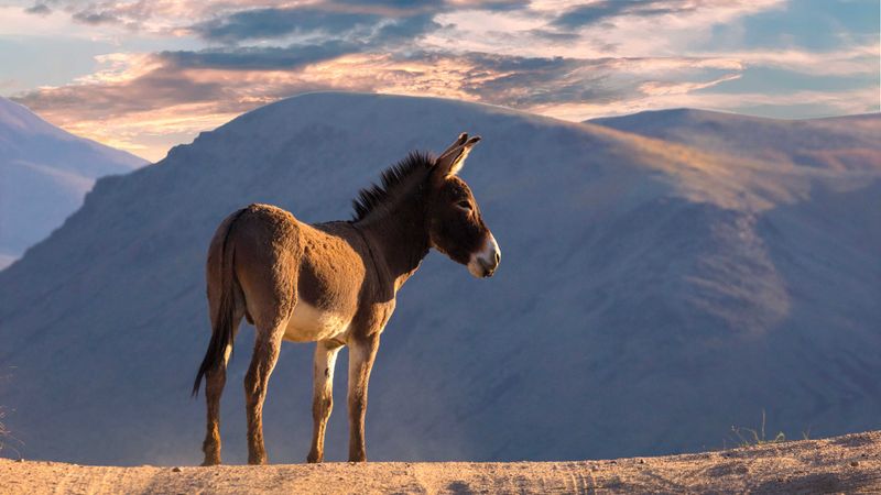 Conflicts With Ranching And Farming