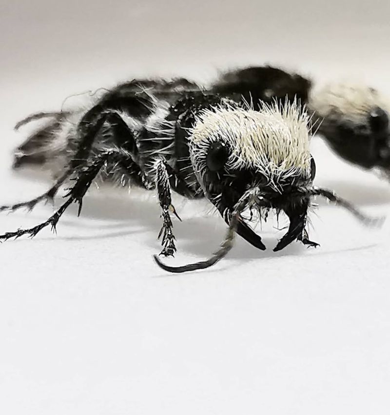 Panda Ant