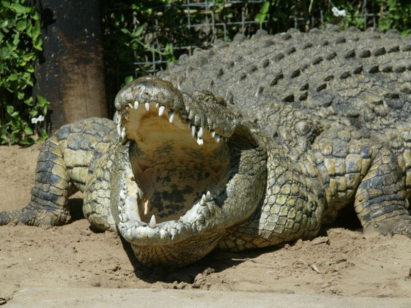 Nile Crocodile – Africa's Ancient Biter