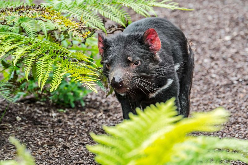 How Habitat Restoration Is Helping Tasmanian Devils Thrive
