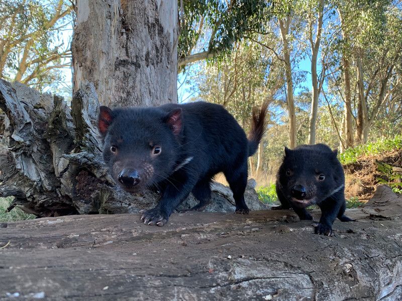 The Significance Of Wild-Born Tasmanian Devils For The Future
