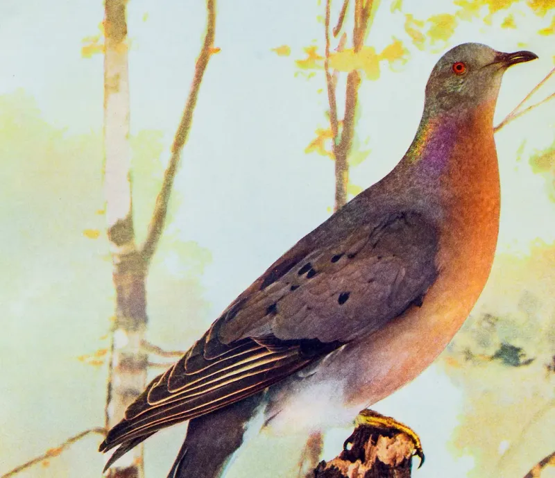 Passenger Pigeons Flutter Back From History