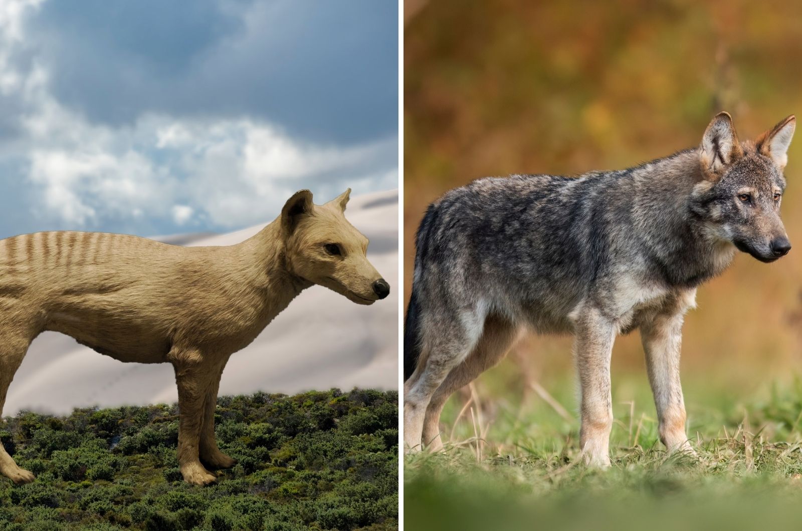 Tasmanian Wolf And Gray Wolf