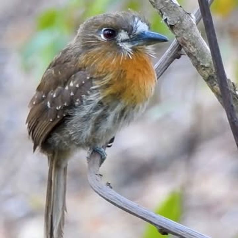 Moustached Puffbird
