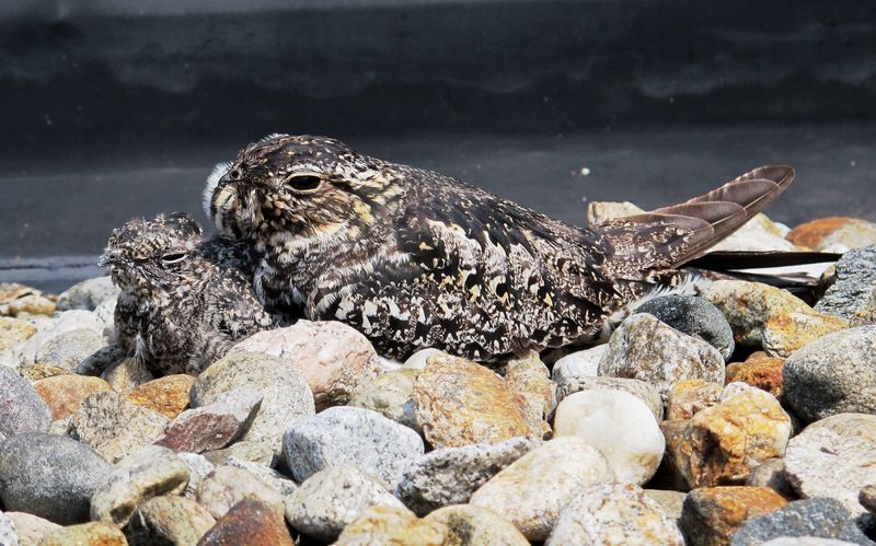 Nighthawks: Urban And Forest Leaf Mimics