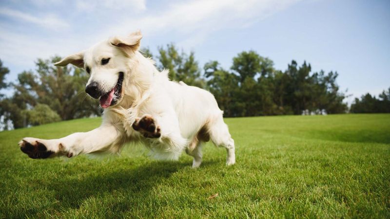 Dogs Make Life Better, Every Day