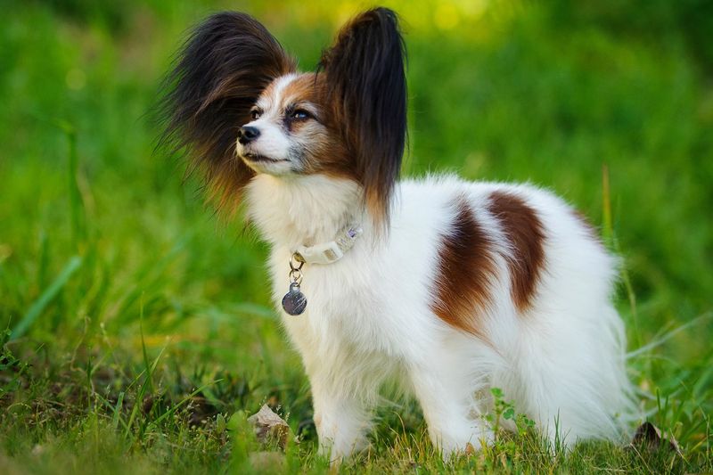 Teacup Papillon