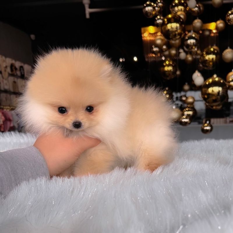 Teacup Pomeranian