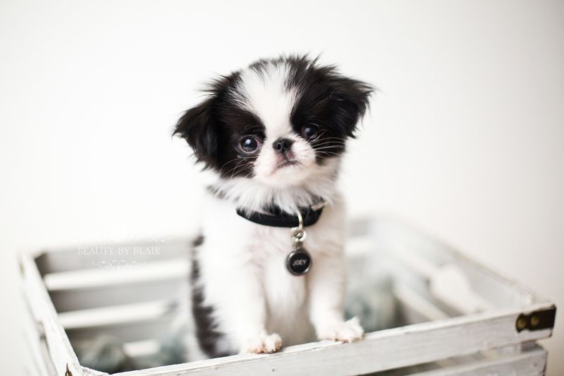 Teacup Japanese Chin