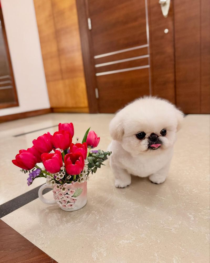 Teacup Pekingese