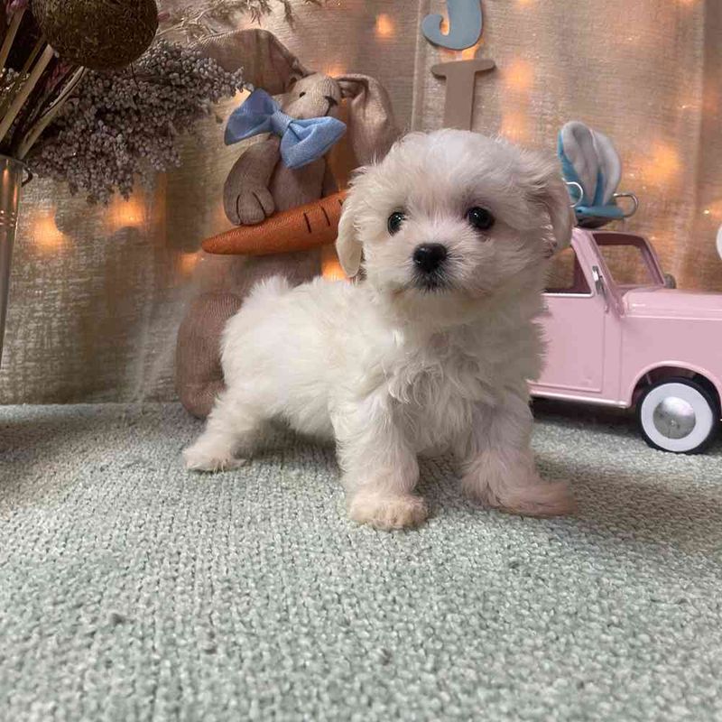 Teacup Coton De Tulear