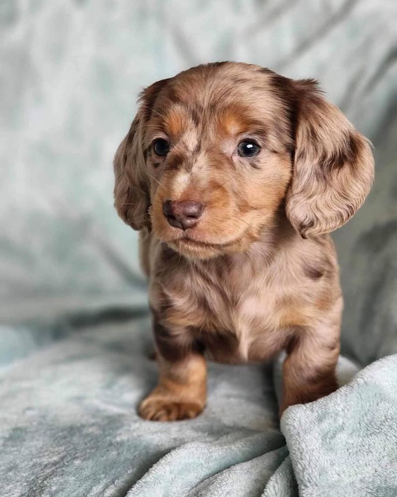 Teacup Dachshund