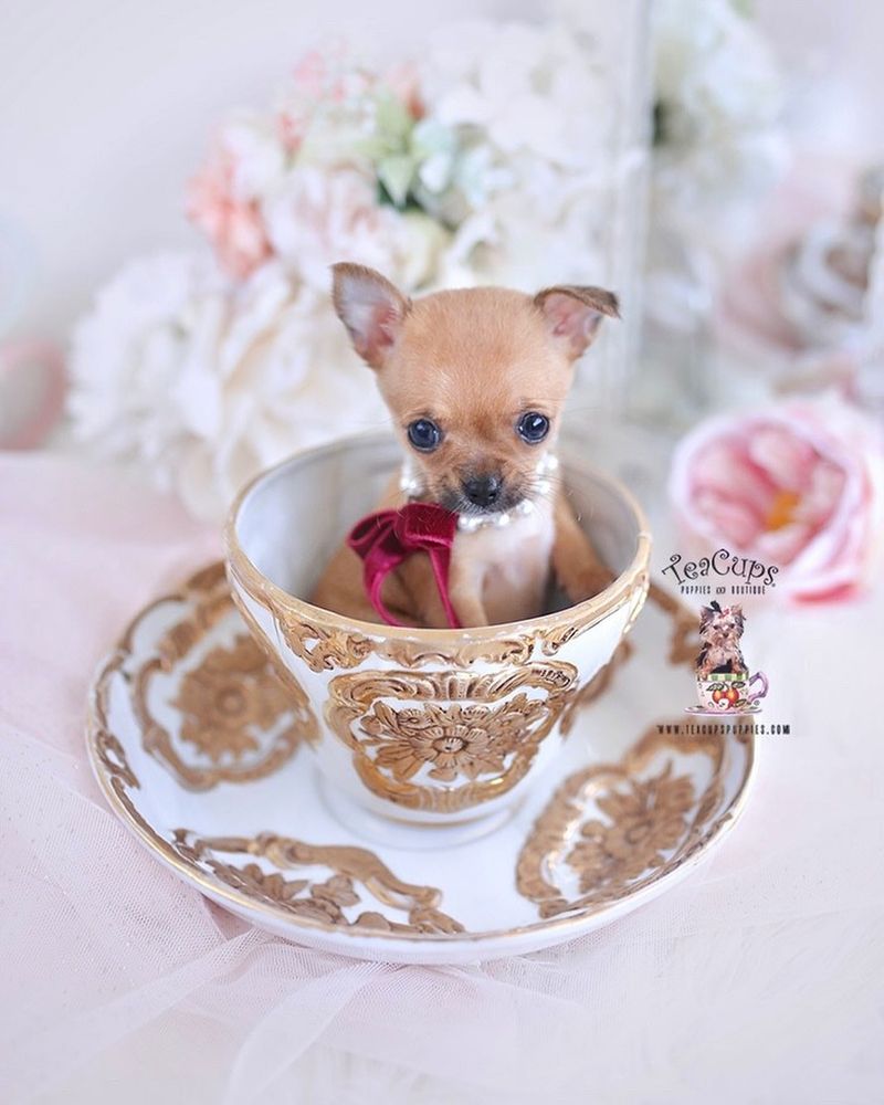 Teacup Chihuahua