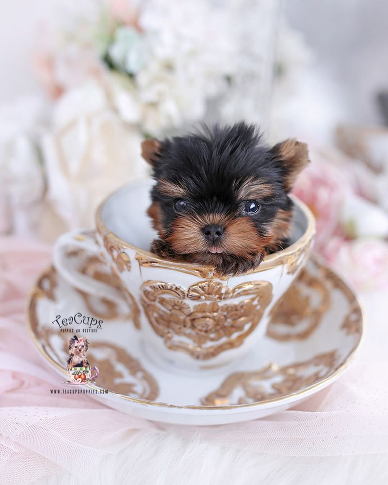 Teacup Yorkie
