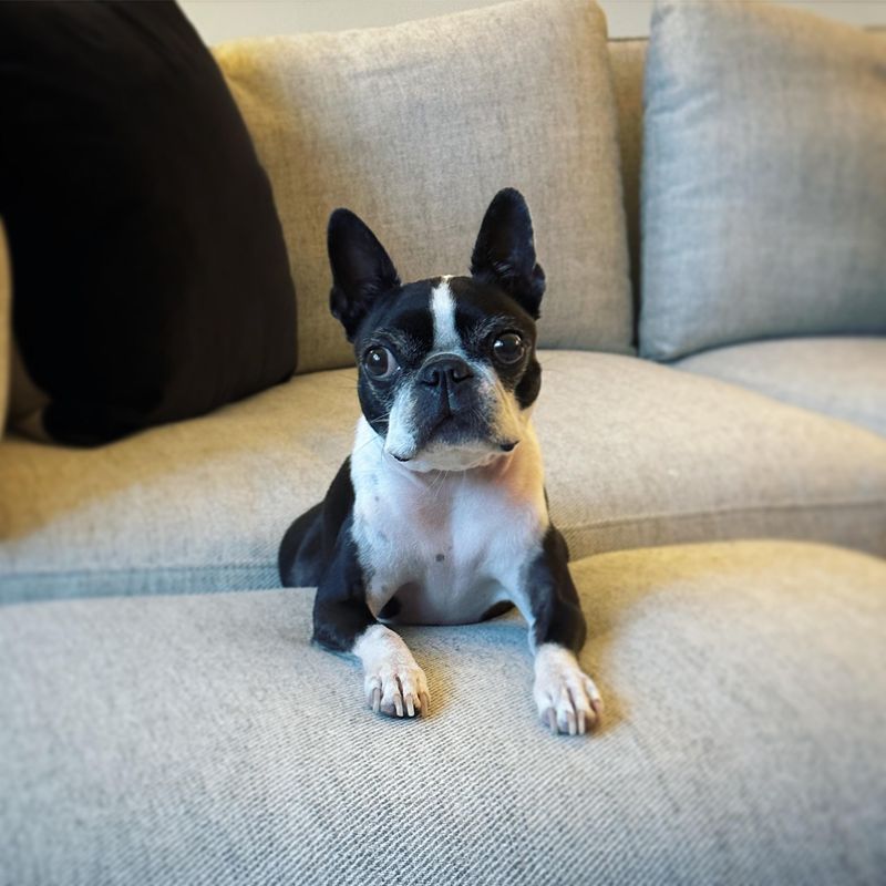 Teacup Boston Terrier
