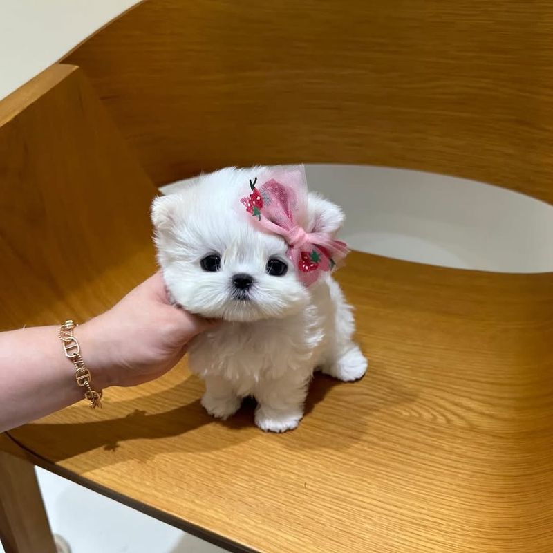 Teacup Maltese
