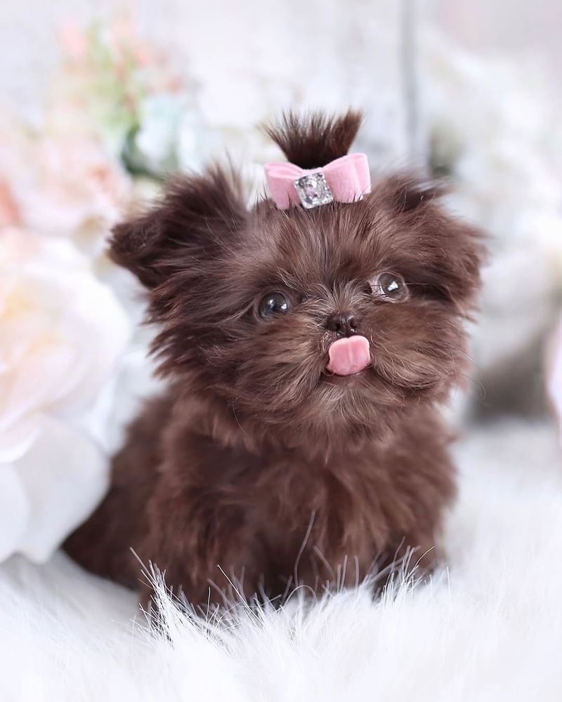 Teacup Shih Tzu