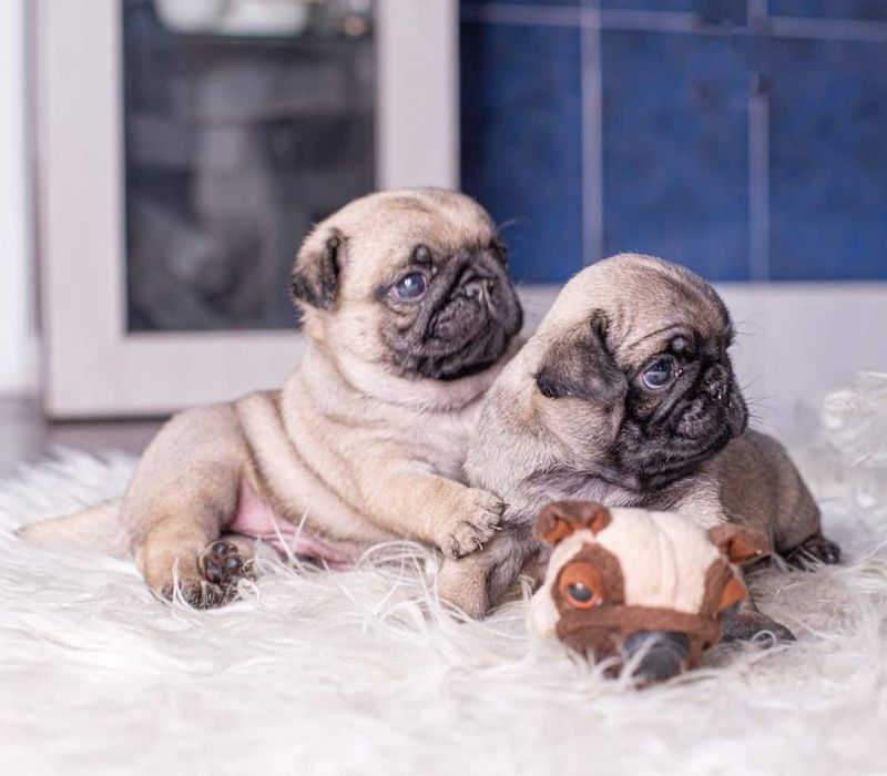 Teacup Pug
