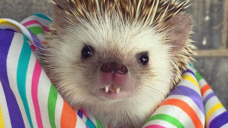 Teeth Have Closed Roots