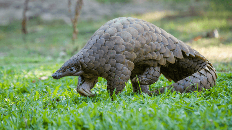 A Critical Step For Conservation