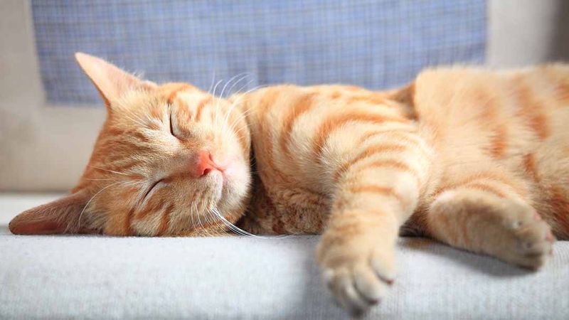 Muscle Recovery Position
