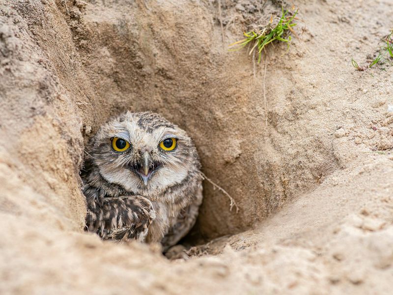 Burrowing Owl's Underground Oasis