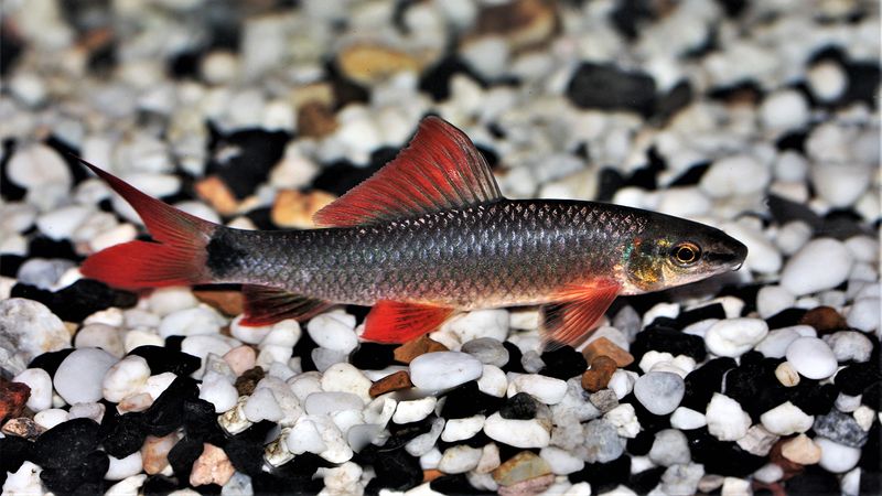 Egg-Laying Species