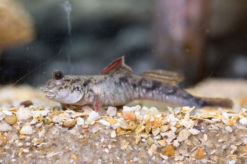 They're Living Time Capsules Of Evolution