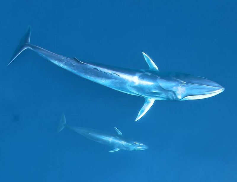 Omura's Whale