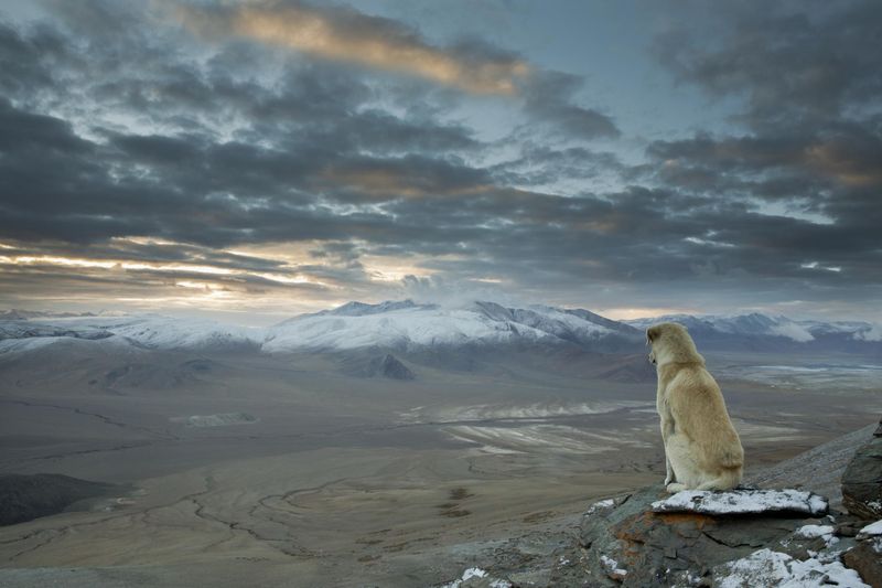 The Himalayan Snow Dogs – High-Altitude Specialists