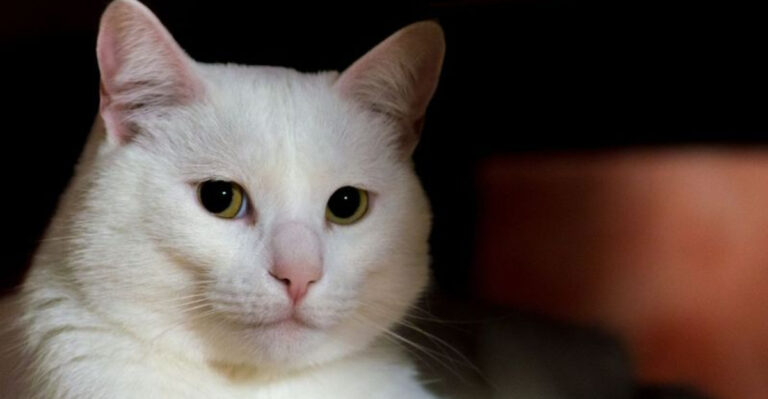 The 10 Differences Between An Albino Cat And A White Cat