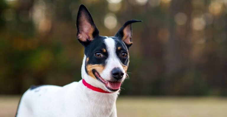 The 11 Most Effective Snake Hunting Dog Breeds